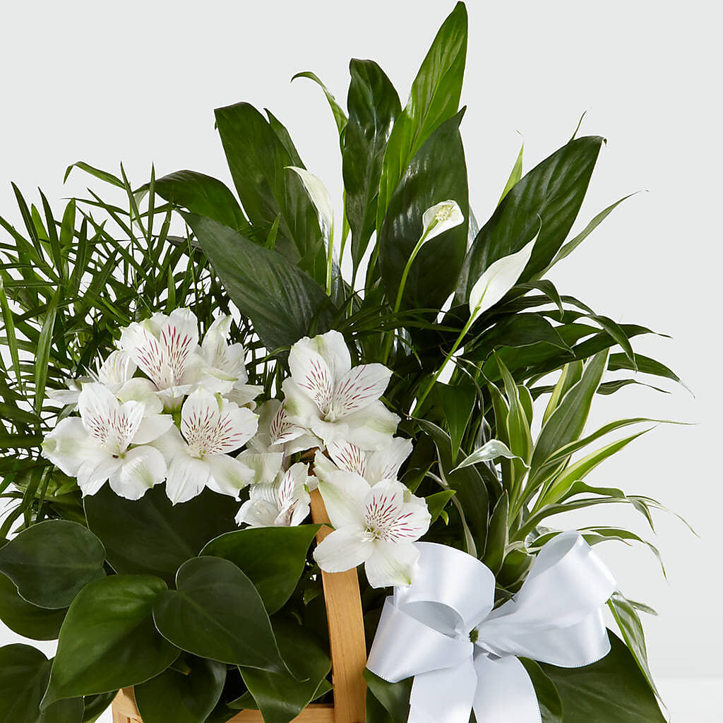 Peace & Serenity Dishgarden – Greater Kansas City Flower Shop, Kansas City MO