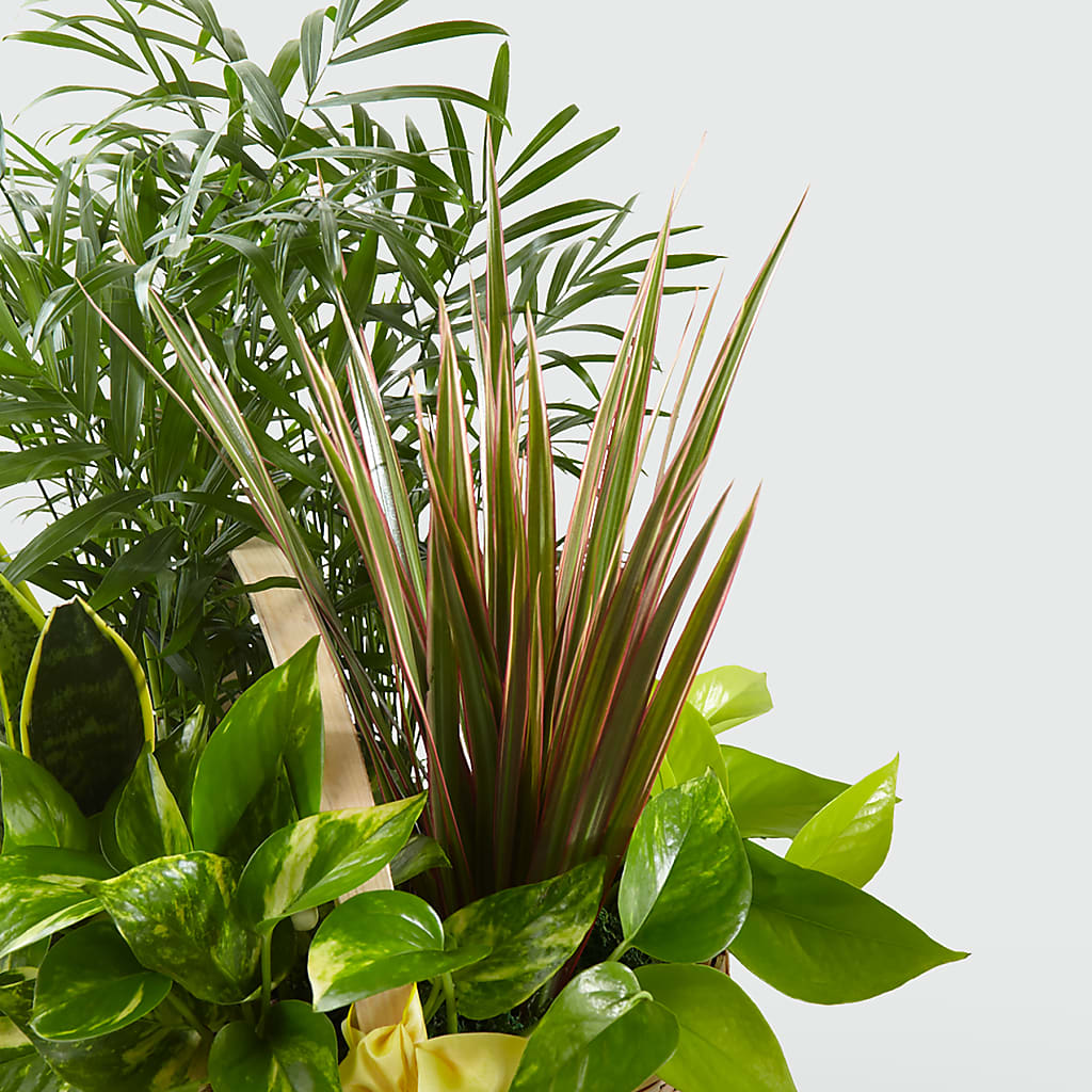 French Garden – Greater Kansas City Flower Shop, Kansas City MO