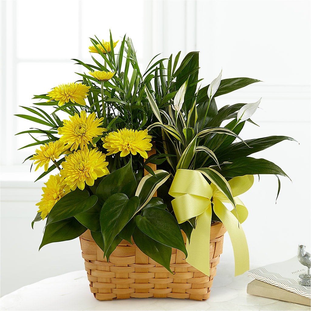 Loving Light Dishgarden – Greater Kansas City Flower Shop, Kansas City MO