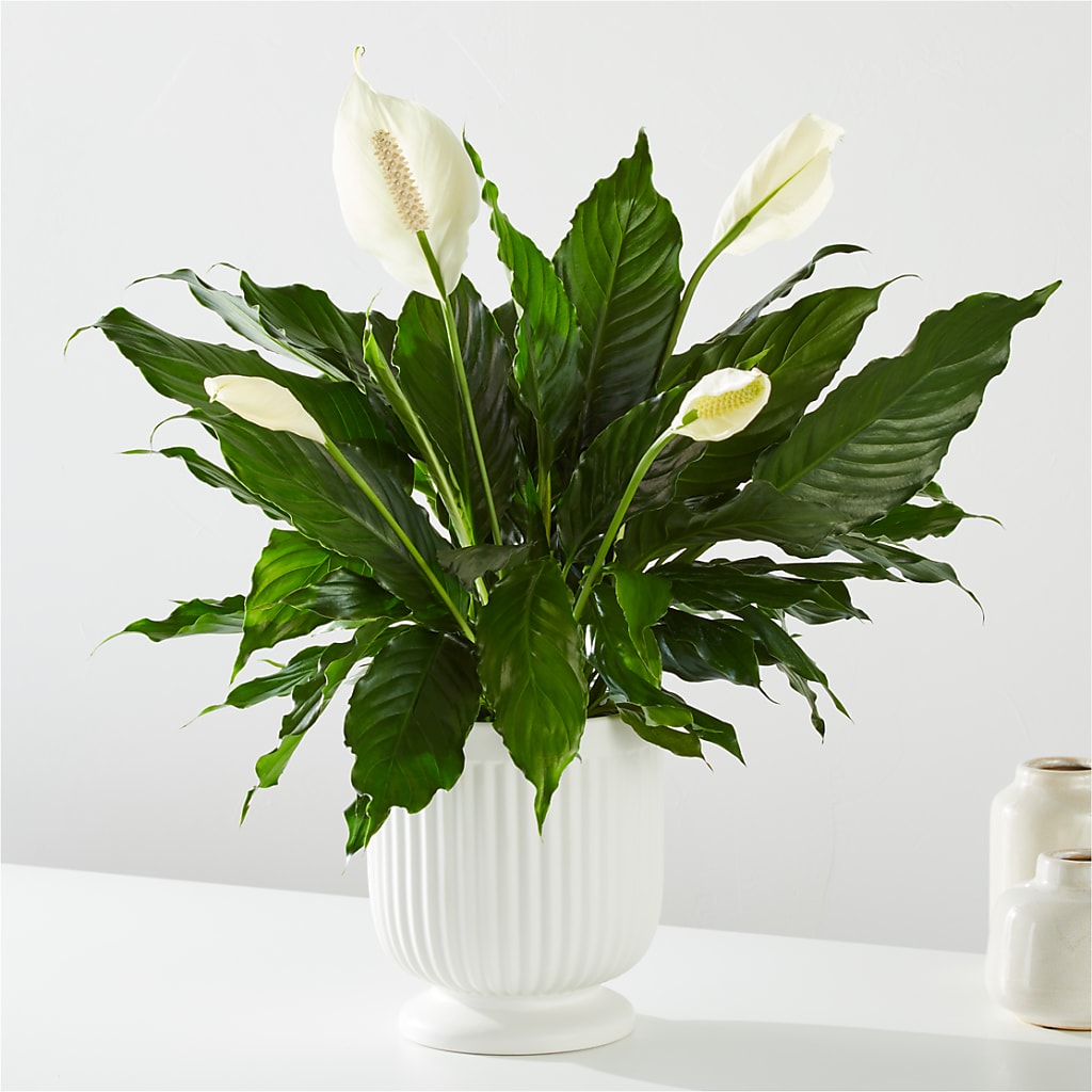 Comfort Planter – Greater Kansas City Flower Shop, Kansas City MO