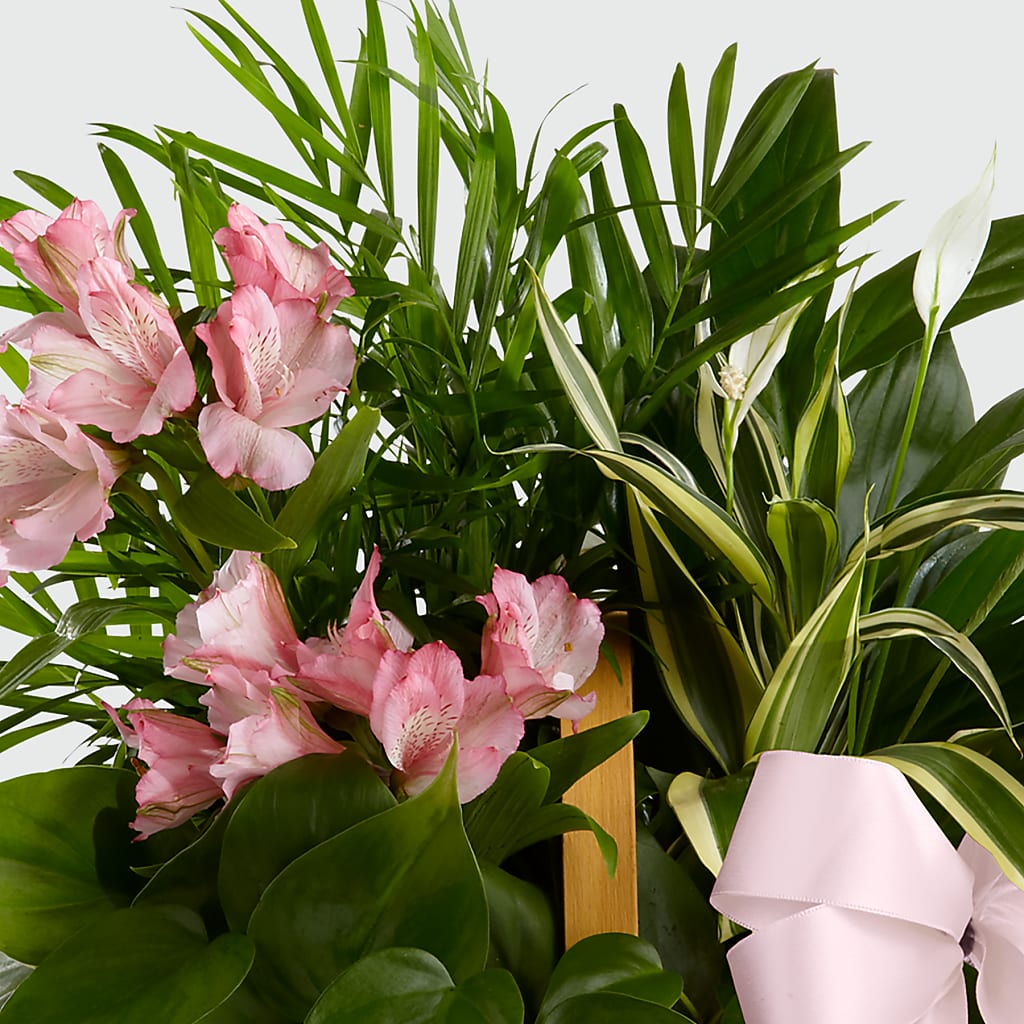 Living Spirit Dishgarden – Greater Kansas City Flower Shop, Kansas City MO