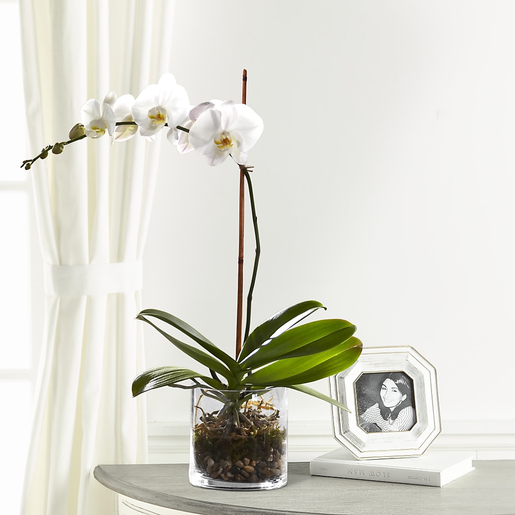 White Orchid Planter – Greater Kansas City Flower Shop, Kansas City MO