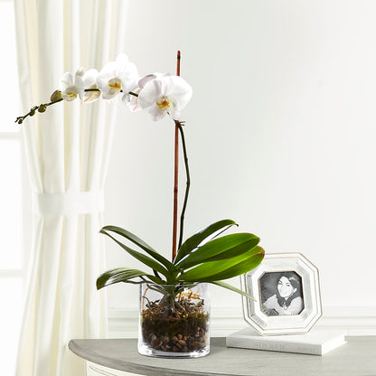 White Orchid Planter –  Greater Kansas City Flower Shop, Kansas City MO